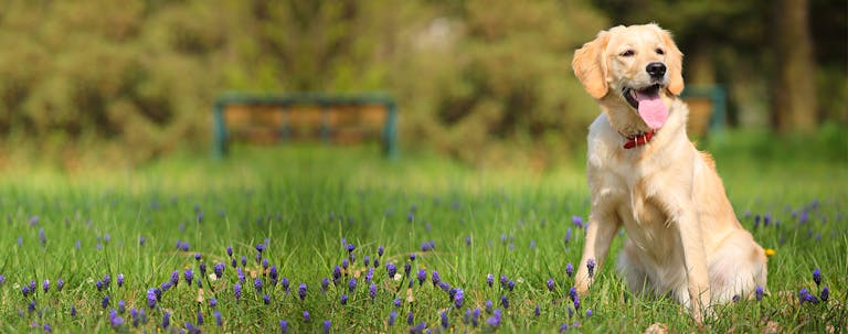 How to Train a Labrador Retriever Guard Dog